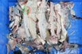 CR-900 Fish deboner fish meat separator fish meat bone separator   VIDEO 3