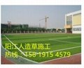阳江幼儿园人造草价格  足球场人造草价格是多少