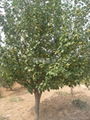 绿化八棱海棠树