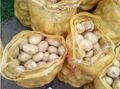 2022 New Crop Chinese Fresh Potato 1