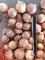 China new crop fresh onion/red onion