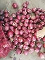 China new crop fresh onion/red onion/yellow onion 2