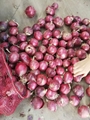 China new crop fresh onion/red onion/yellow onion 2