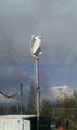 Spiral Vertical Wind Turbine 4