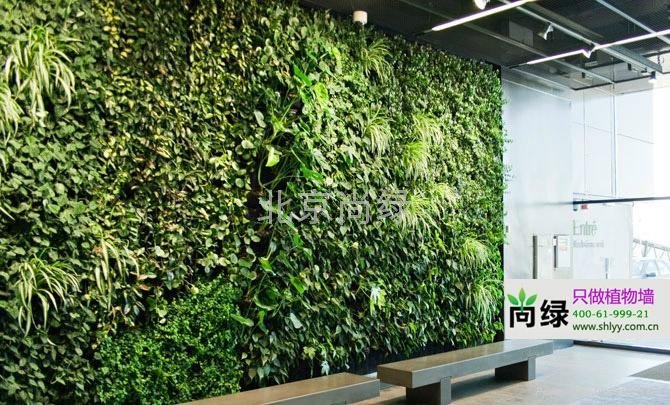 享譽京城的植物牆 5