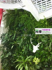 北京植物墙