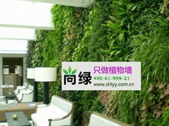 北京專業植物牆 