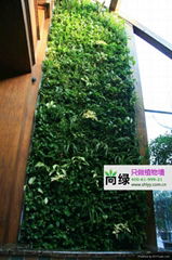 北京酒店植物牆