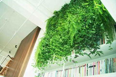 書房植物牆