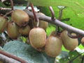 kiwi fruit