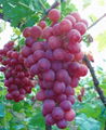 red global grape