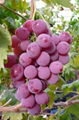 red global grape