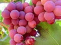 red global grape