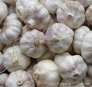 2012 20kg/mesh bag--fresh Chinese Normal White Garlic