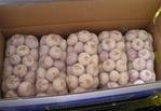 2012 20kg/mesh bag--fresh Chinese Normal White Garlic 2