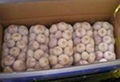 2012 20kg/mesh bag--fresh Chinese Normal White Garlic 2