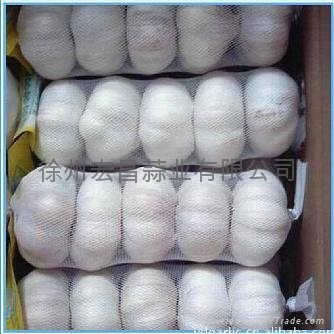 12年新鲜普白大蒜20kg/网袋 3