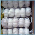 2012 20kg/mesh bag--fresh Chinese Normal White Garlic 3