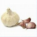 Chinese White Garlic, Pizhou White