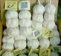 Chinese White Garlic, Pizhou White Garlic 3
