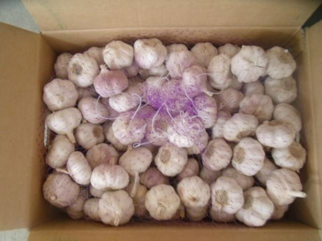 Chinese White Garlic, Pizhou White Garlic 4