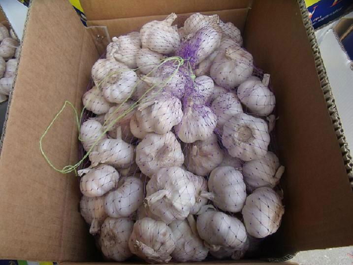 2012 new crop 5.0cm Chinese Pure White Garlic
