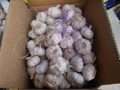  2012年新鮮5.0cm純白蒜