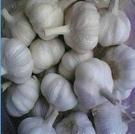 2012 new crop 5.0cm Chinese Pure White Garlic 2