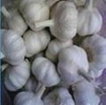 2012 new crop 5.0cm Chinese Pure White Garlic 2