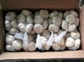 2012 new crop 5.0cm Chinese Pure White Garlic 3