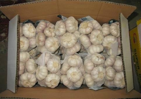 2012 new crop 5.0cm Chinese Pure White Garlic 4