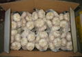 2012 new crop 5.0cm Chinese Pure White Garlic 4