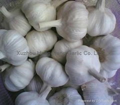 pure white garlic