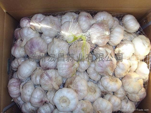 2012 fresh pure white garlic 2