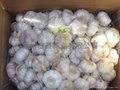 2012 fresh pure white garlic 2