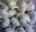 2012 fresh pure white garlic 3