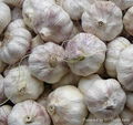 fresh white garlic 1