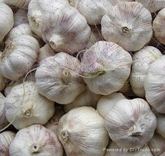 fresh white garlic