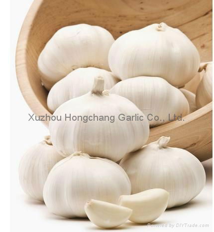 fresh white garlic 3
