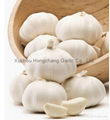 fresh white garlic 3