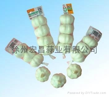 2012 Pizhou fresh white garlic 2