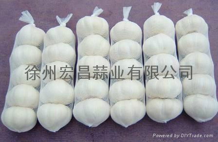 2012 Pizhou fresh white garlic 5