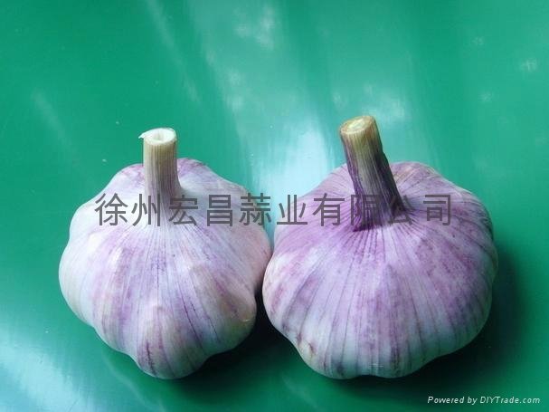 normal white garlic5.0cm
