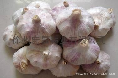 normal white garlic5.0cm 2