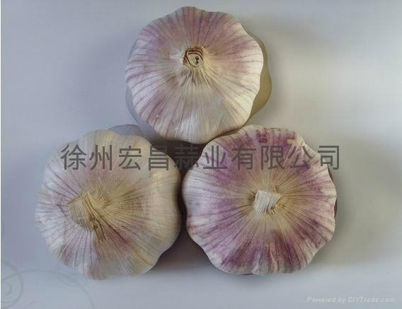 normal white garlic5.0cm 3