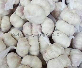 2012 pure white garlic