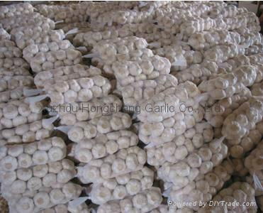 2012 pure white garlic 2