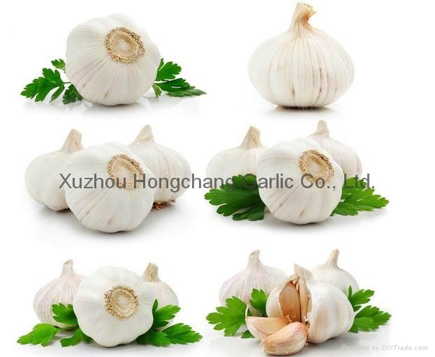fresh pure white garlic 2