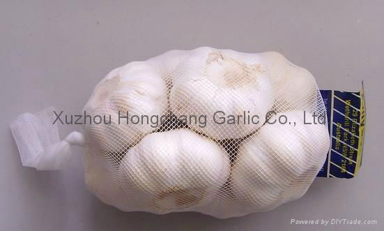 fresh pure white garlic 4