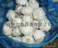 2012年新鮮純白大蒜6.0cm 3